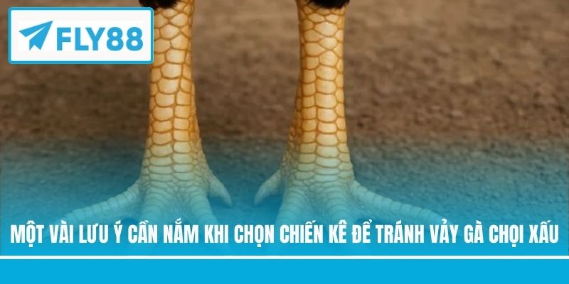 Một vài lưu ý cần nắm khi chọn chiến kê để tránh vảy gà chọi xấu