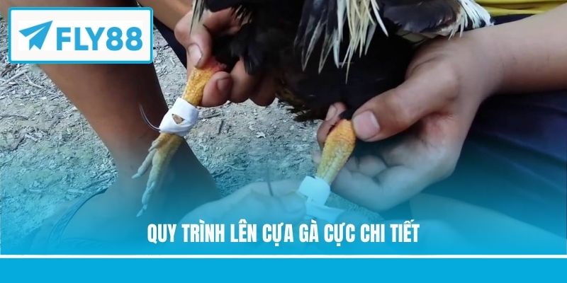 Quy trình lên cựa gà cực chi tiết