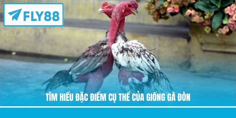 Tìm hiểu đặc điểm cụ thể của giống gà đòn