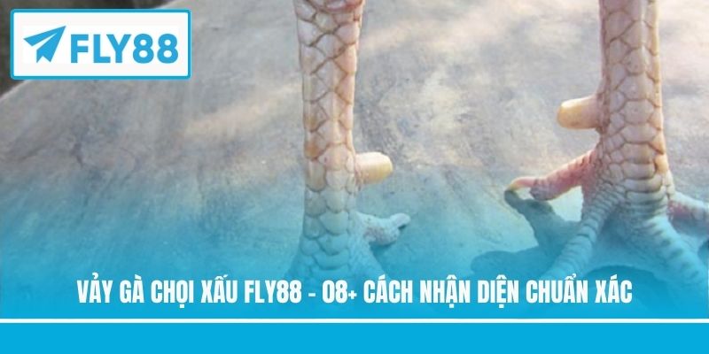 vảy gà chọi xấu