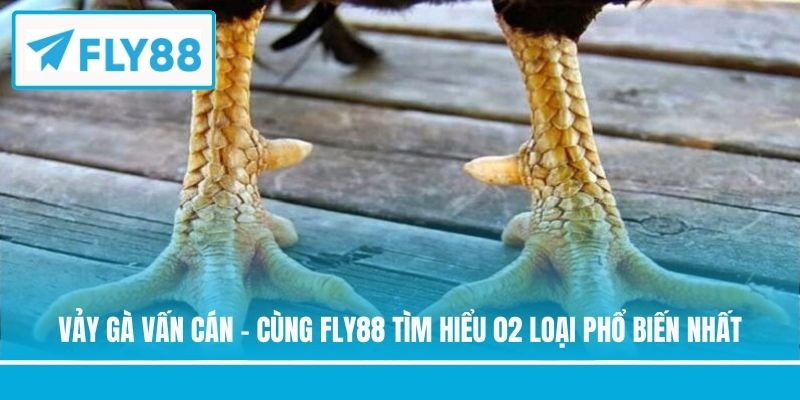 Vảy gà vấn cán